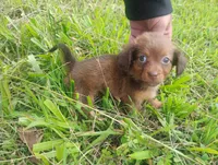 Milo, a male Miniature Dachshund for sale in Munfordville, KY – 7 of 7