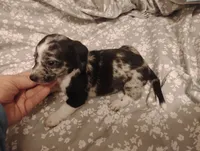 Dolly , a female Miniature Dachshund for sale in Munfordville, KY – 4 of 5