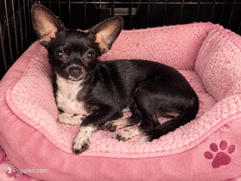 Daisy  – Chihuahua puppy for sale in Munfordville, KY