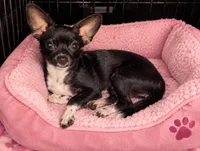 Daisy , a female Chihuahua for sale in Munfordville, KY – 1 of 2