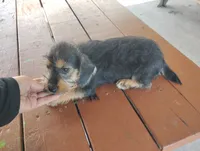 Lilly , a female Dachshund and Yorkshire Terrier for sale in Munfordville, KY – 5 of 6