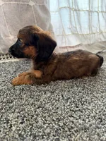 Sassy, a female Miniature Dachshund for sale in Munfordville, KY – 2 of 7