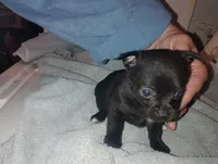 Lilly , a female Chihuahua for sale in Munfordville, KY – 3 of 3