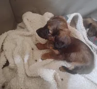 Sassy, a female Miniature Dachshund for sale in Munfordville, KY – 4 of 7