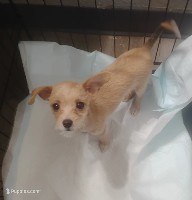 Cookie  – Chorkie puppy for sale in Munfordville, KY