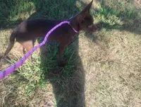 Maple , a female Chihuahua for sale in Munfordville, KY – 2 of 3