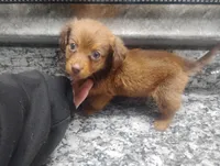 Milo, a male Miniature Dachshund for sale in Munfordville, KY – 5 of 7