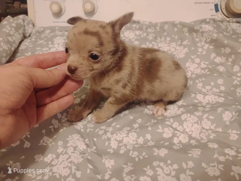 Lilly – Chihuahua puppy for sale in Munfordville, KY