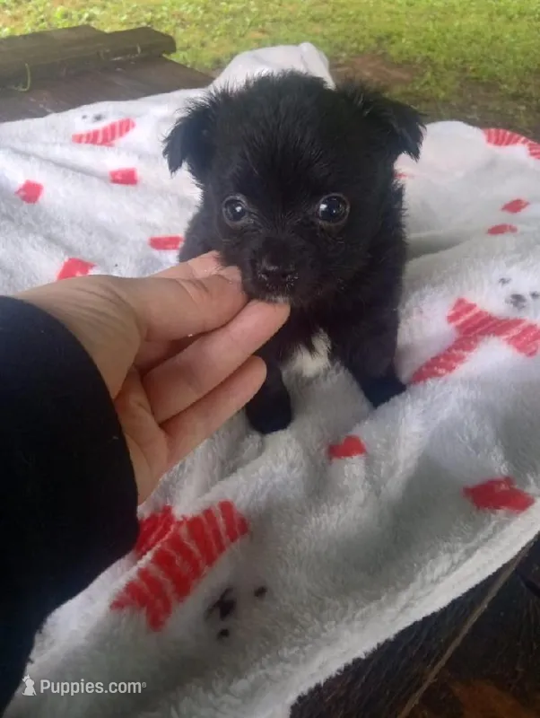 Lucky  – Chihuahua puppy for sale in Munfordville, KY
