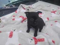 Lilly , a female Chihuahua for sale in Munfordville, KY – 3 of 6