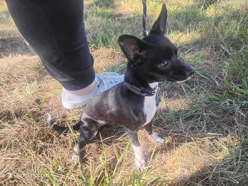 Daisy  – Chihuahua puppy for sale in Munfordville, KY