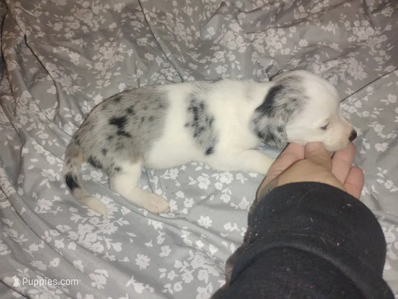 Diamond  – Miniature Dachshund puppy for sale in Munfordville, KY