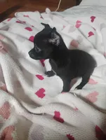 Lilly, a female Chihuahua for sale in Munfordville, KY – 5 of 5