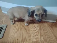 Lilly , a female Miniature Dachshund for sale in Munfordville, KY – 4 of 6