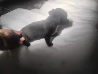 Diamond , a female Miniature Dachshund for sale in Munfordville, KY – 5 of 9