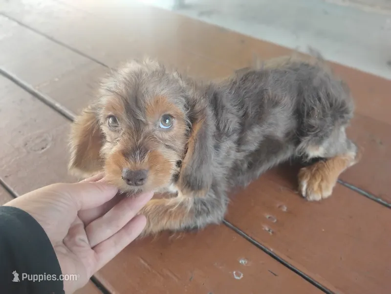 Sophia  – Dachshund, Yorkshire Terrier puppy for sale in Munfordville, KY