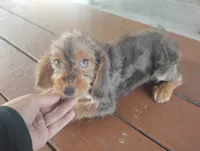 Sophia , a female Dachshund and Yorkshire Terrier for sale in Munfordville, KY – 1 of 3