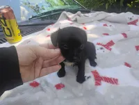 Molly, a female Chihuahua for sale in Munfordville, KY – 3 of 5