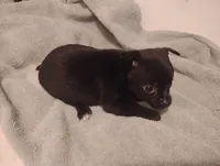 Lilly , a female Chihuahua for sale in Munfordville, KY – 2 of 3