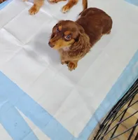 Precious , a female Miniature Dachshund for sale in Munfordville, KY – 4 of 7