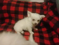 Tinkerbell , a female Chihuahua for sale in Munfordville, KY – 4 of 4