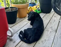 Diamond , a female Miniature Dachshund for sale in Munfordville, KY – 9 of 9