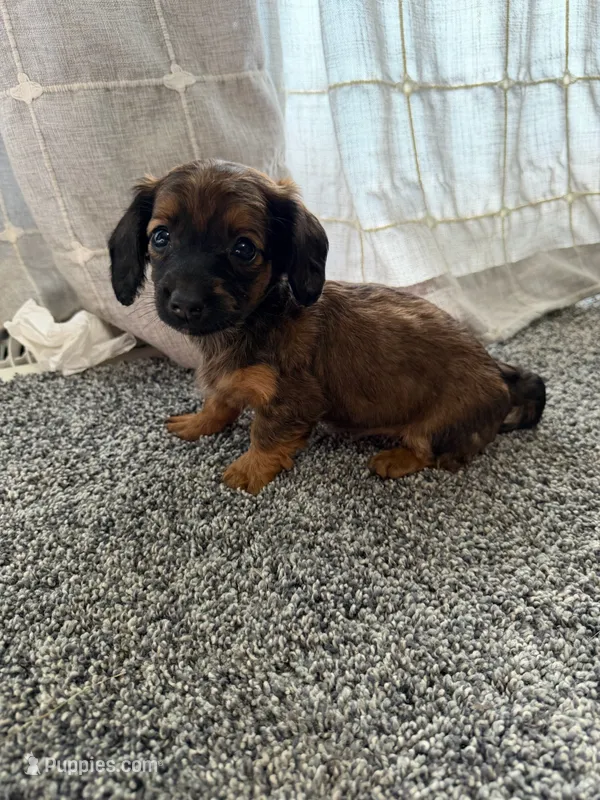 Sassy – Miniature Dachshund puppy for sale in Munfordville, KY