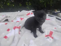 Lilly , a female Chihuahua for sale in Munfordville, KY – 2 of 6