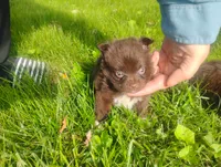 Leo, a male Chihuahua for sale in Munfordville, KY – 3 of 4