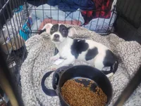 Daisy , a female Chihuahua for sale in Munfordville, KY – 6 of 6