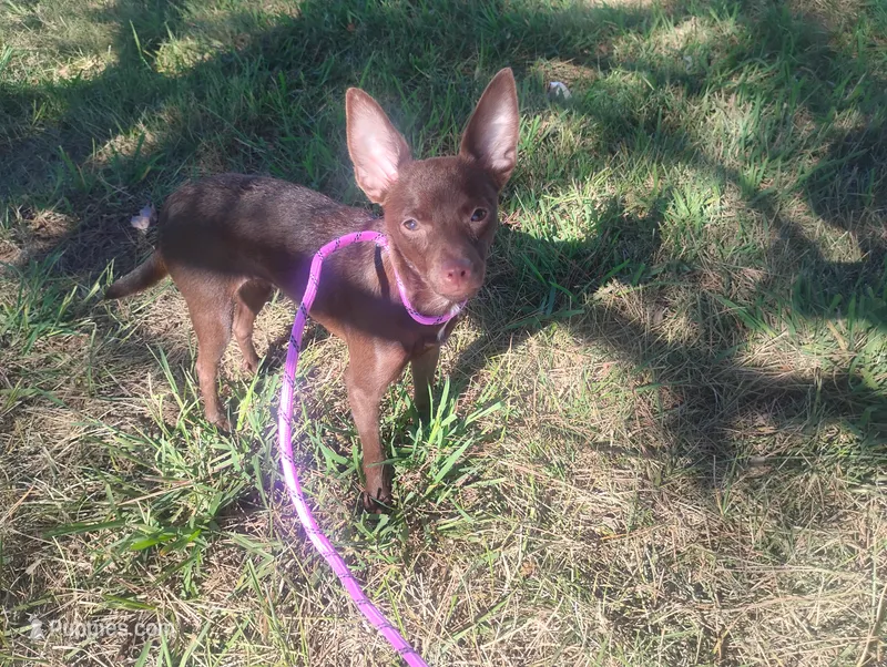 Maple , a female Chihuahua for sale in Munfordville, KY – 1 of 3