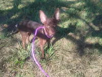 Maple , a female Chihuahua for sale in Munfordville, KY – 1 of 3