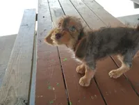Sophia , a female Dachshund and Yorkshire Terrier for sale in Munfordville, KY – 3 of 3
