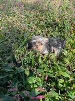 Pee-wee , a male Yorkshire Terrier for sale in Munfordville, KY – 2 of 2