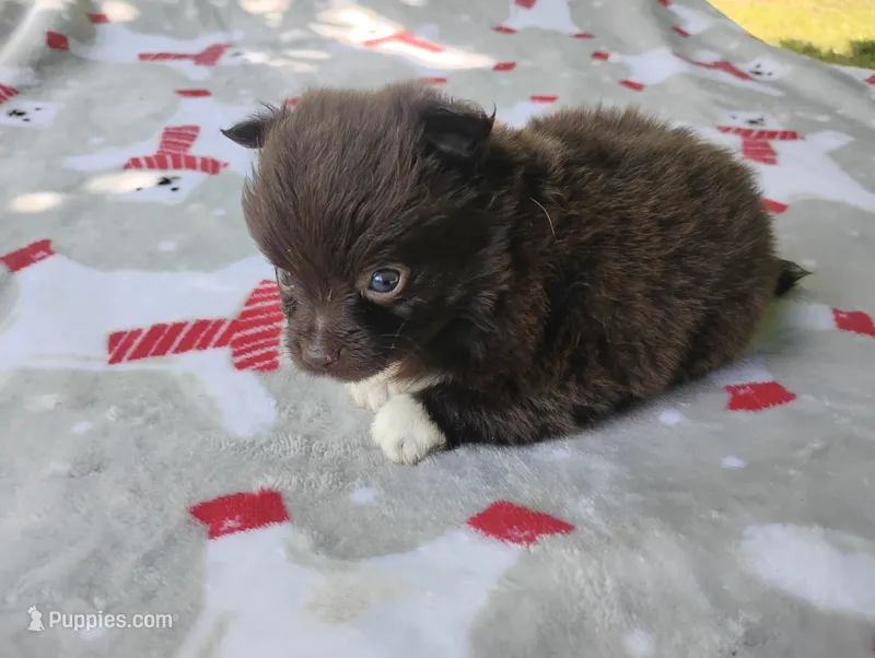 Leo – Chihuahua puppy for sale in Munfordville, KY