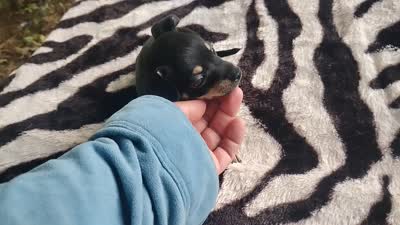 Leo, a male Chihuahua for sale in Munfordville, KY – 3 of 3