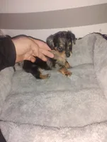 Milo, a male Miniature Dachshund for sale in Munfordville, KY – 4 of 6