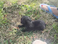 Tinkerbell , a female Chihuahua for sale in Munfordville, KY – 4 of 4