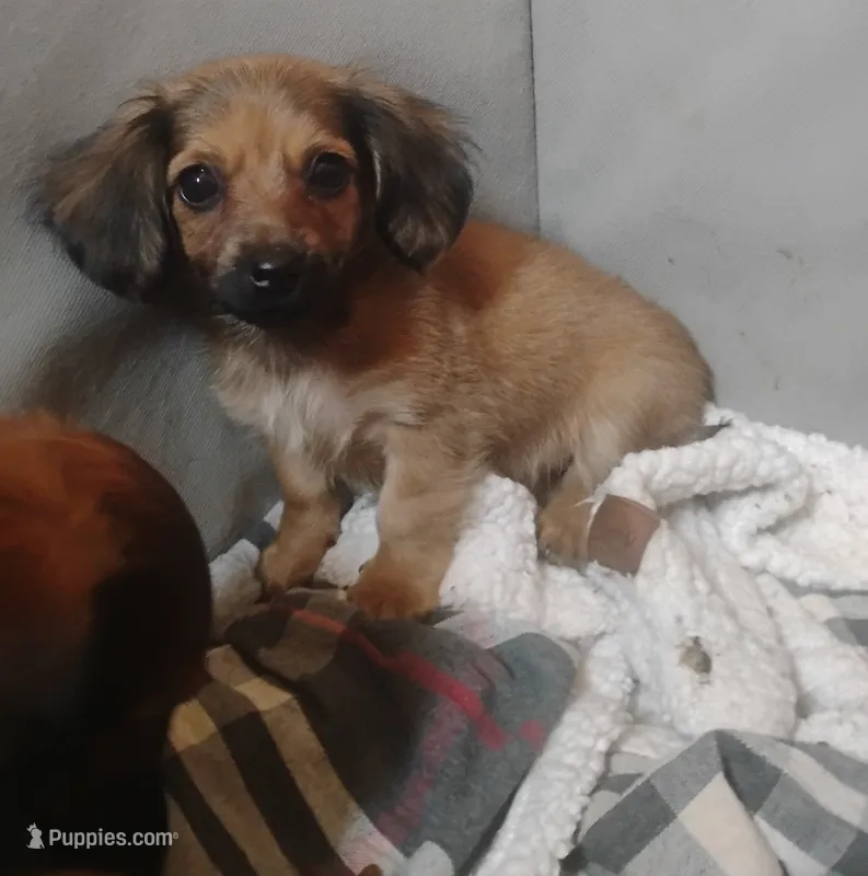 Chloe – Miniature Dachshund puppy for sale in Munfordville, KY