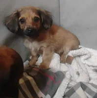 Chloe, a female Miniature Dachshund for sale in Munfordville, KY – 1 of 5