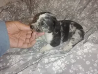 Dolly , a female Miniature Dachshund for sale in Munfordville, KY – 5 of 5