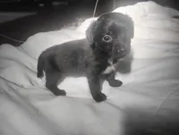 Diamond , a female Miniature Dachshund for sale in Munfordville, KY – 7 of 9