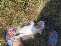 Lilly , a female Chihuahua for sale in Munfordville, KY – 3 of 5