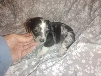 Dolly , a female Miniature Dachshund for sale in Munfordville, KY – 3 of 5