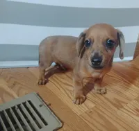 Max, a male Miniature Dachshund for sale in Munfordville, KY – 2 of 6