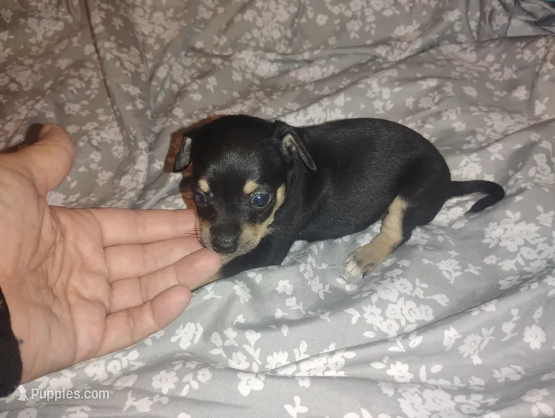 Max – Chihuahua puppy for sale in Munfordville, KY
