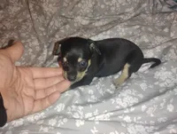 Max, a male Chihuahua for sale in Munfordville, KY – 1 of 4