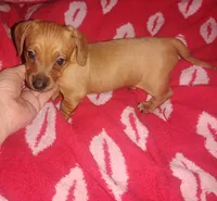 Milo, a male Miniature Dachshund for sale in Munfordville, KY – 2 of 4