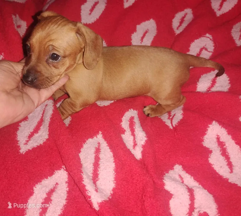 Milo – Miniature Dachshund puppy for sale in Munfordville, KY