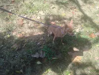 Foxxy, a female Chihuahua for sale in Munfordville, KY – 1 of 2